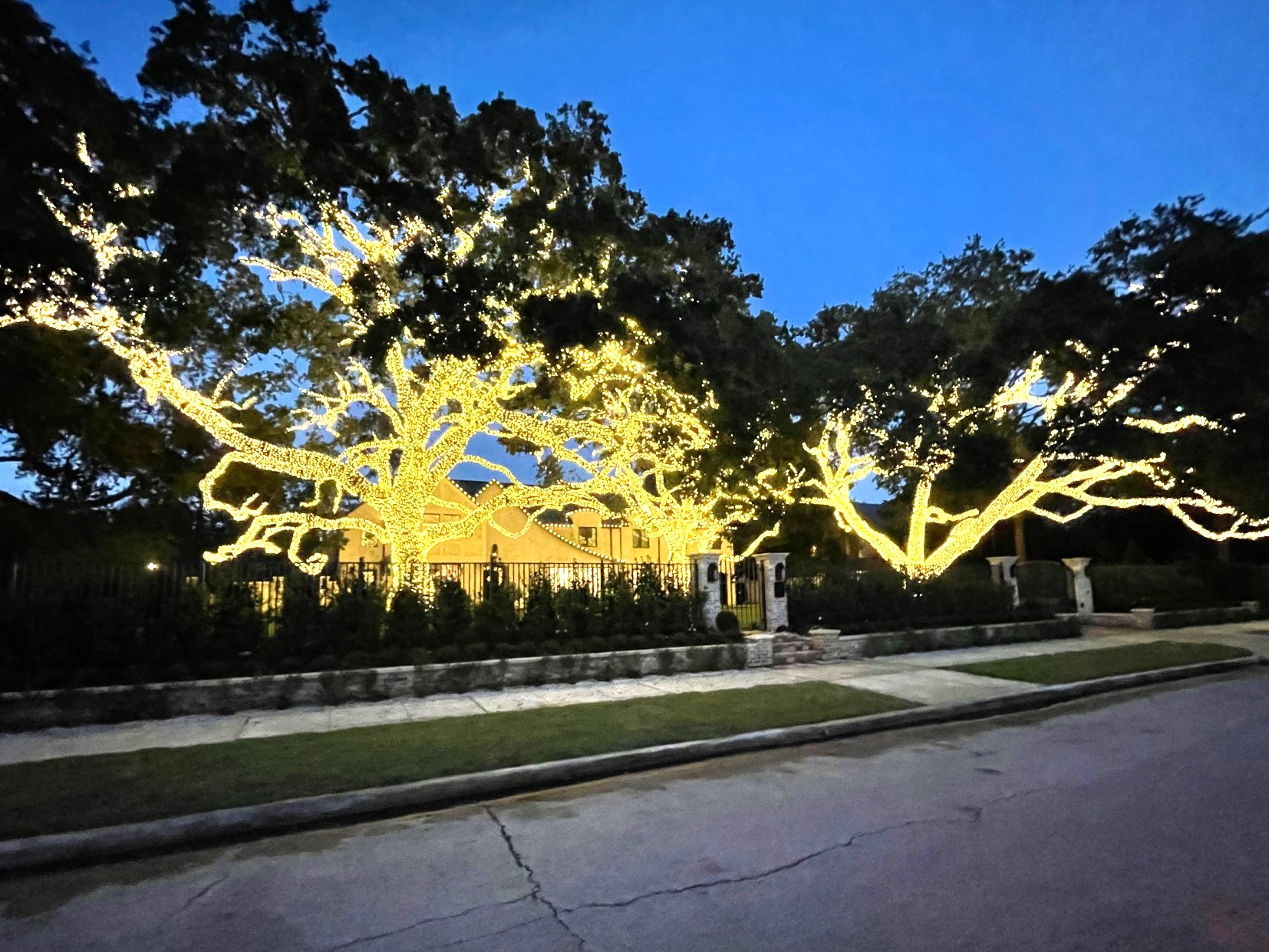 Large tree in front yard of home wrapped with lights. Create a cozy ambiance with seasonal lighting to help you elevate your outdoor spaces into a mesmerizing haven throughout the year.